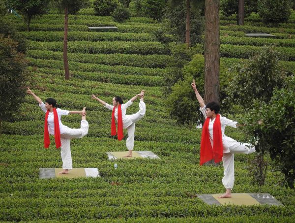 西媒称中国革命圣地遵义因茶焕发生机：年产近30万吨茶