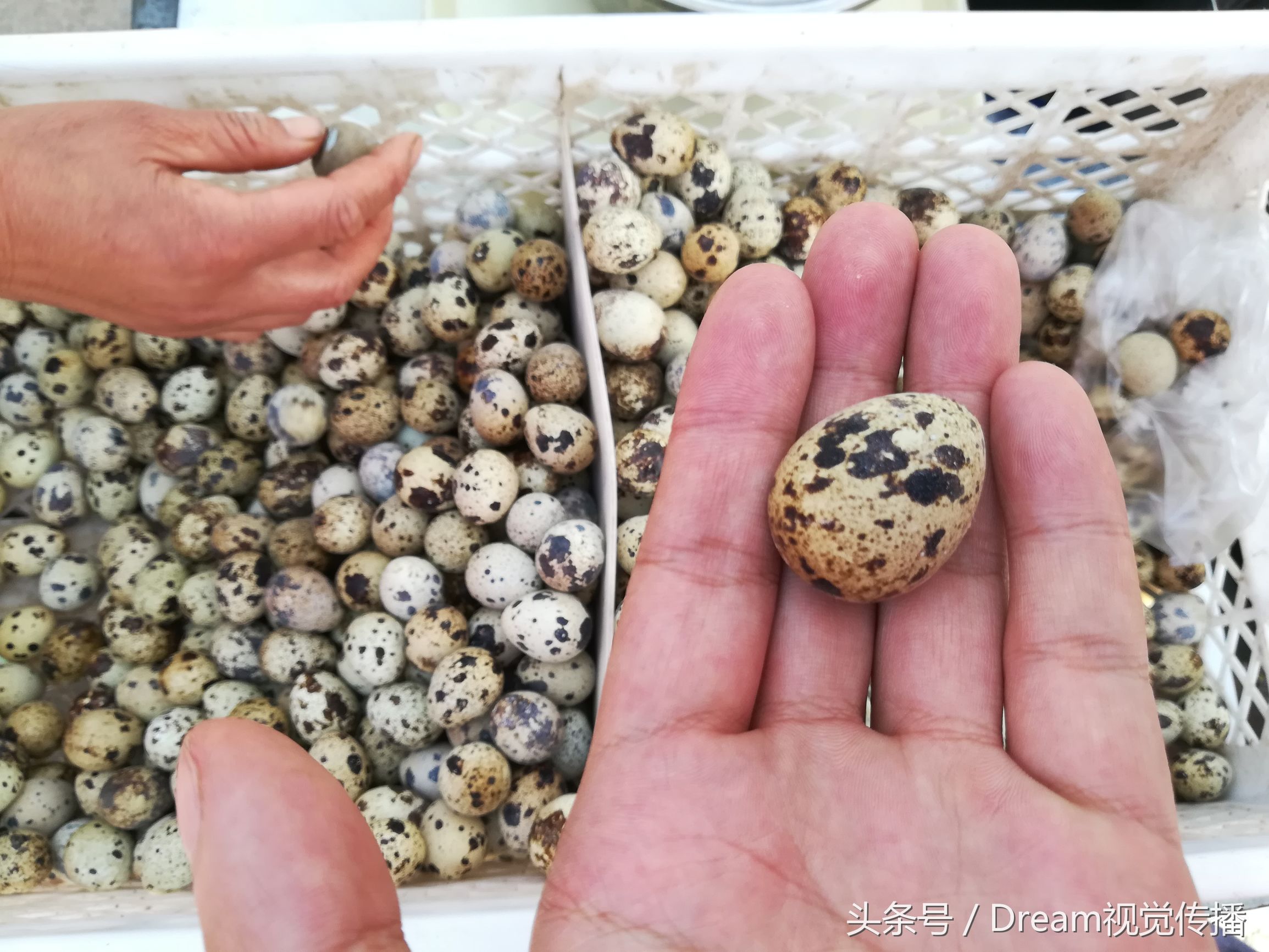 农村妇女大集上卖鹌鹑蛋,三小时卖掉1400个,一个能获利5分