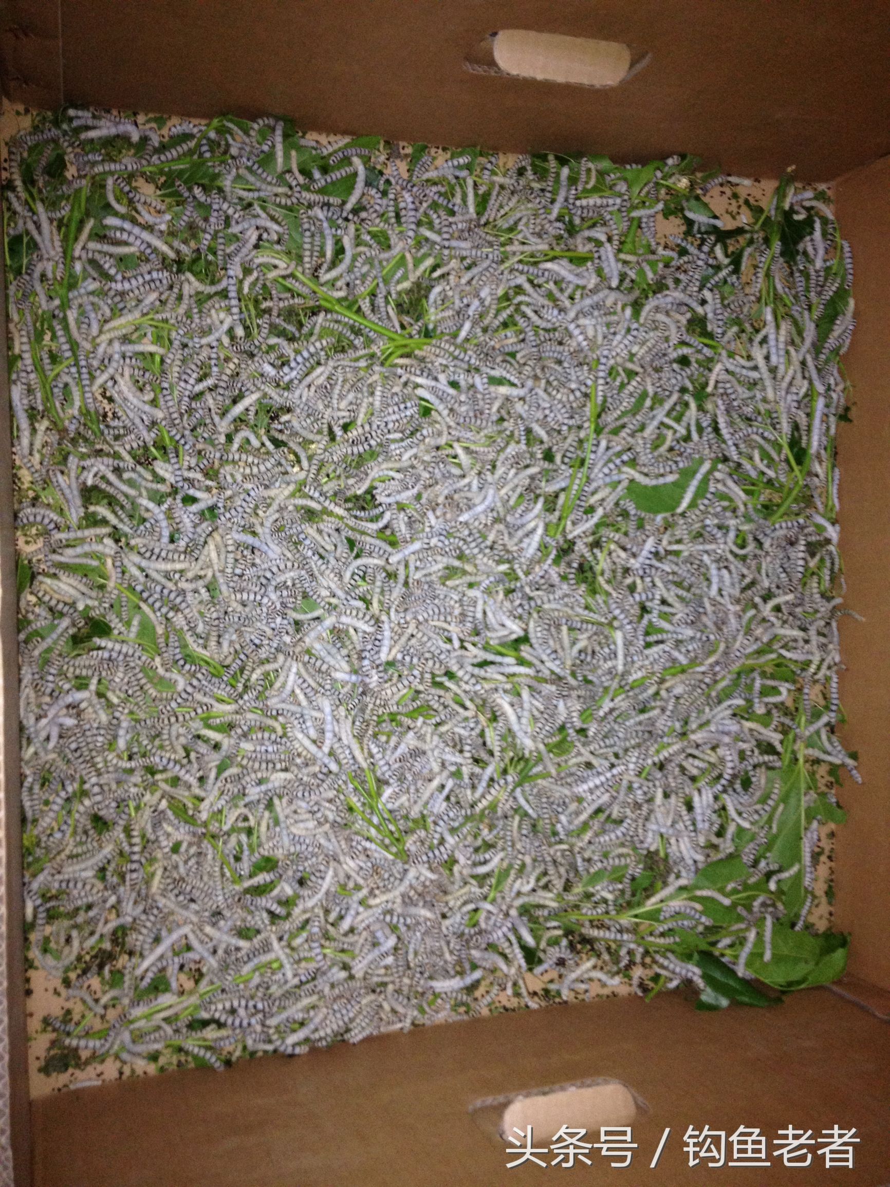 養蠶的過程,養蠶的過程步驟