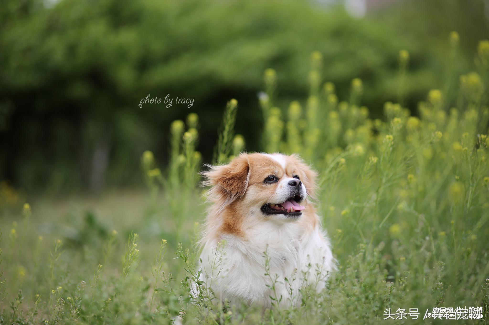 Leave " demons and ghosts " , pat a dog to pay attention to pair of Jiao Xun fast agile