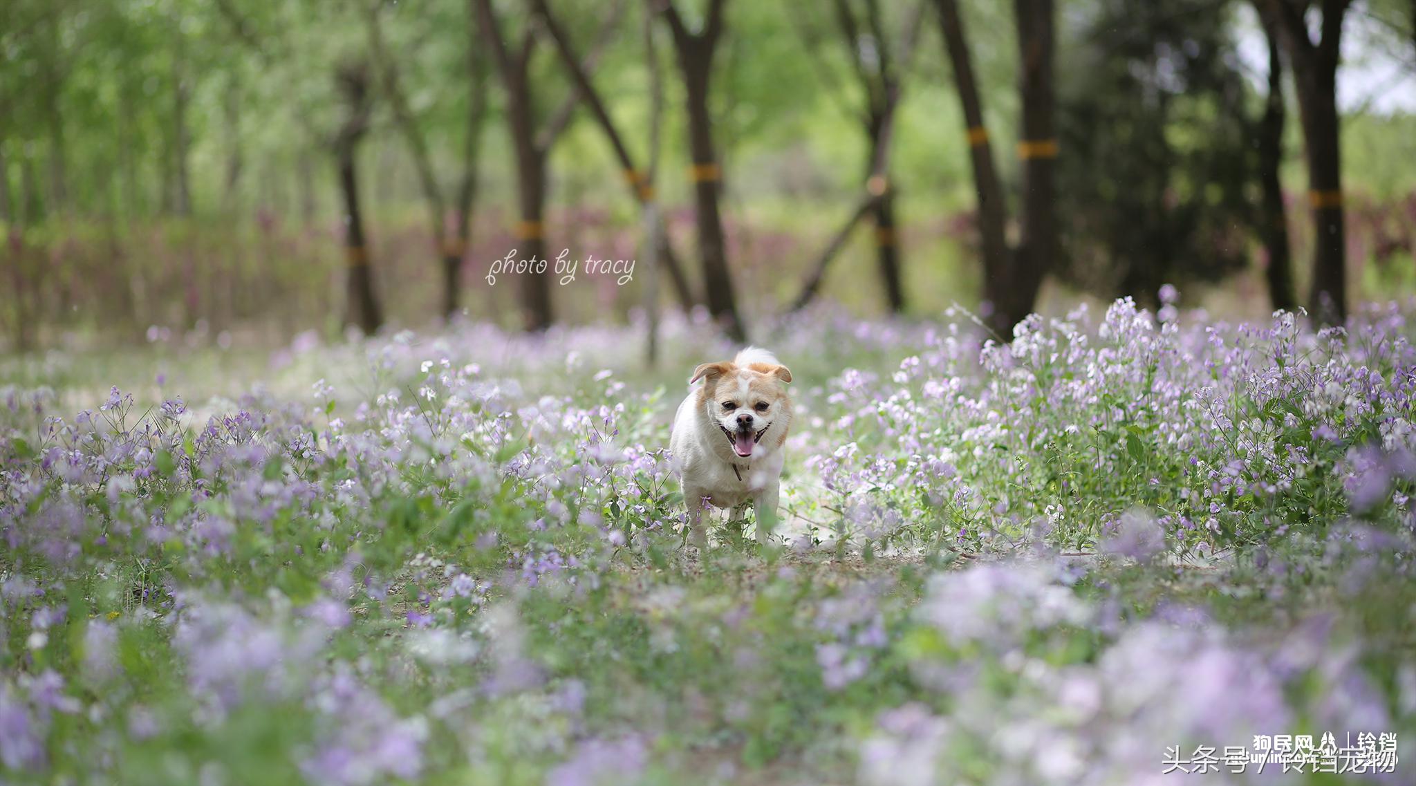 Leave " demons and ghosts " , pat a dog to pay attention to pair of Jiao Xun fast agile