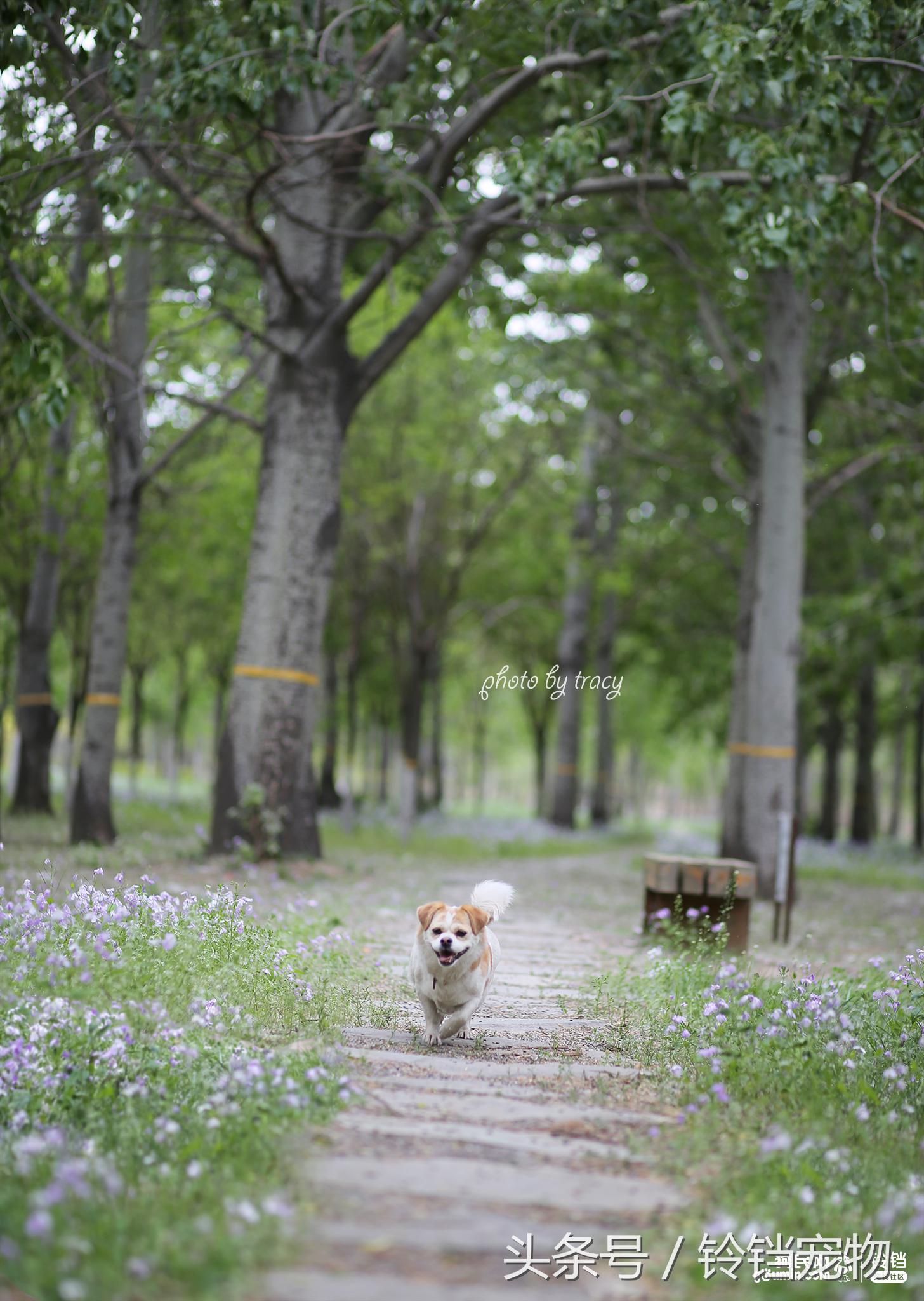 Leave " demons and ghosts " , pat a dog to pay attention to pair of Jiao Xun fast agile