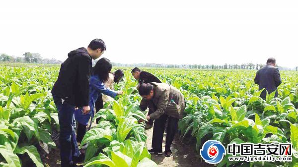 安福县竹江乡乡组织党员自愿者帮助烟农进行边叶摘除