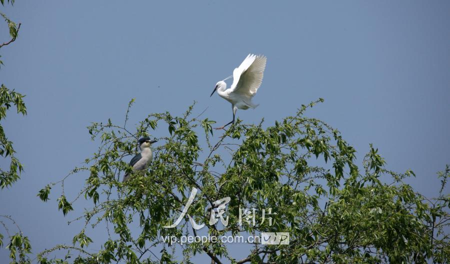 安徽蒙城北淝河湿地公园“鸟岛”鸟争鸣