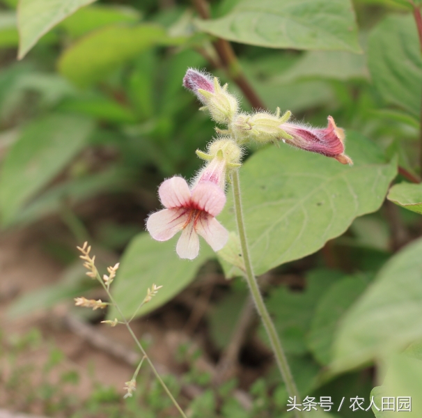 怀地黄长什么样子（四大怀药之怀地黄简介）