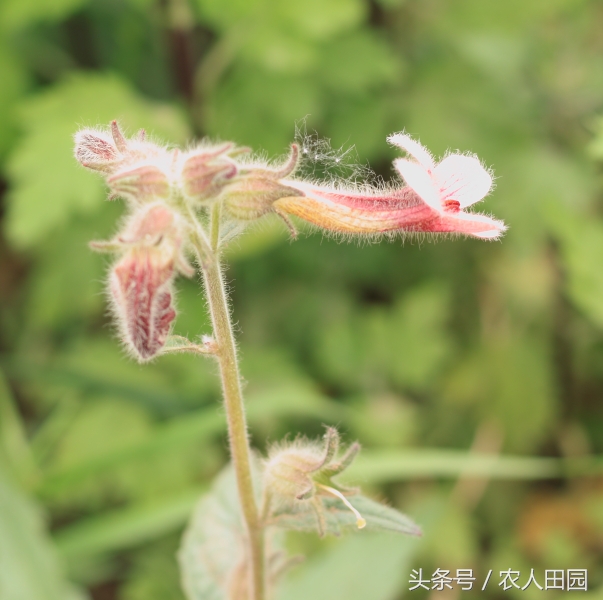 怀地黄长什么样子（四大怀药之怀地黄简介）