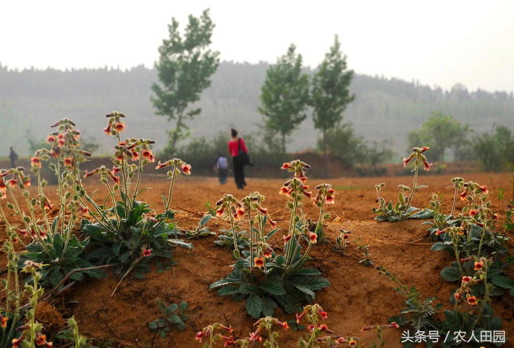 怀地黄长什么样子（四大怀药之怀地黄简介）