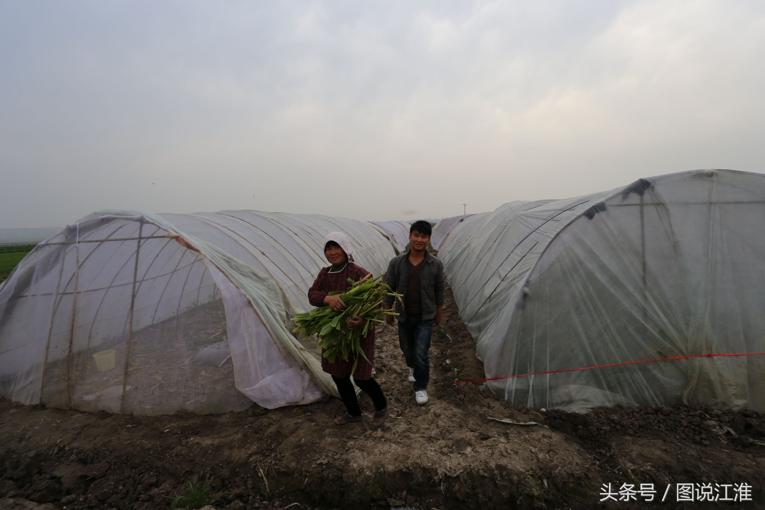 蝗蟲多少錢一斤,蝗蟲多少錢一斤2020