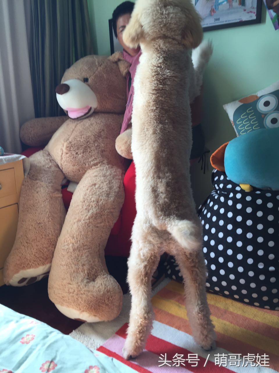捡屎的买了一只超大熊宝宝，谁知道却被家里的汪星人抢走当玩具