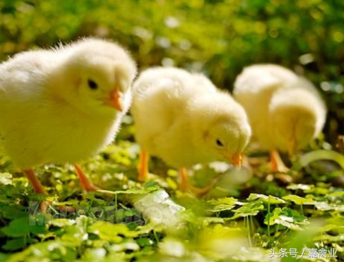 雏鸡的饲养、管理和早期肠道发育