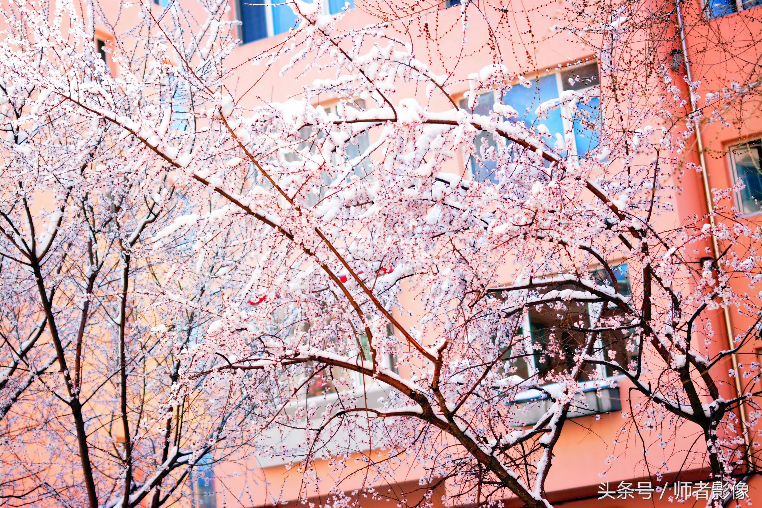 实拍：是桃花还是雪花？人间四月天，桃花伴雪来，此景只能北方有