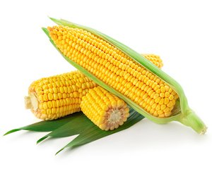 浅谈玉米的施肥技术