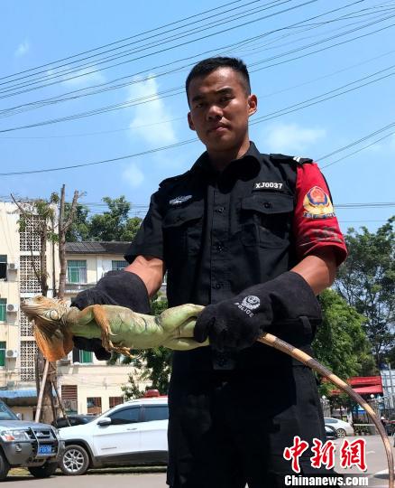 南美瀕危野生動物綠鬣蜥現身居民樓 被警方捕獲