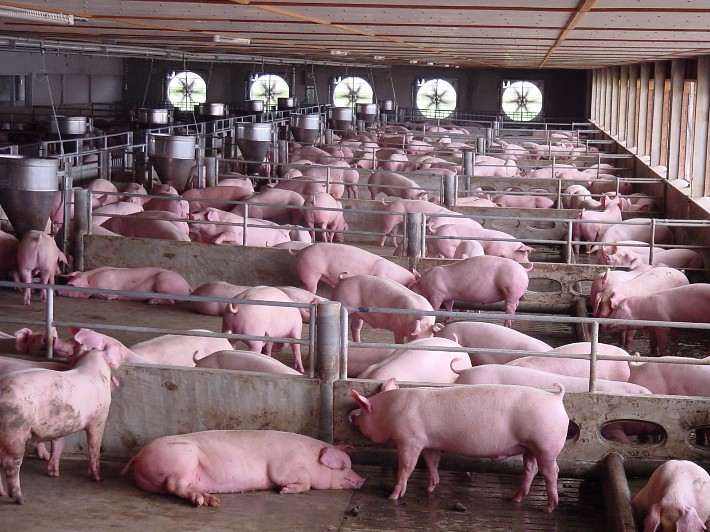 猪苗价格走势养猪的成本和利润