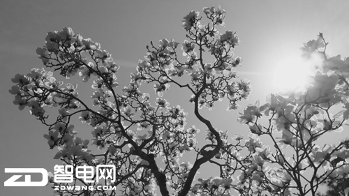 我勒了個(gè)去！照相用吊打單反相機(jī)的nubiaZ17mini