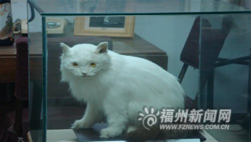 名人与猫的故事：冰心与季羡林都有叫咪咪的猫-第3张图片-大千世界