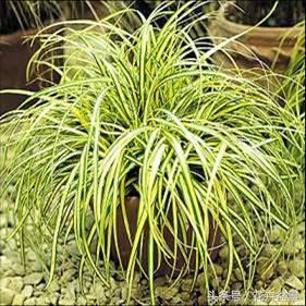 四川金叶苔草