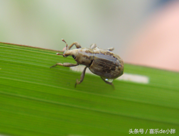 有害的昆虫(中国十大外来入侵昆虫，危害极大，难以控制)