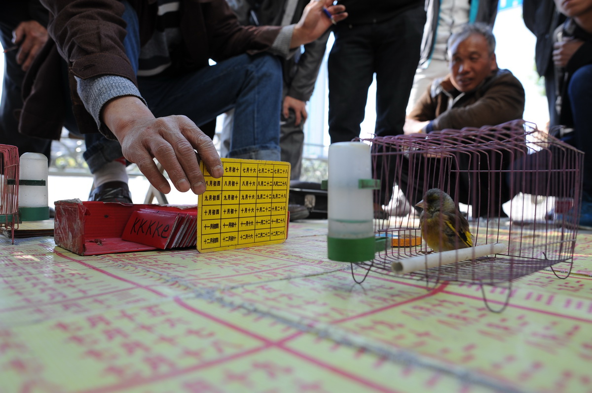 街头"神鸟算命"多是老人上当,两小时骗400元