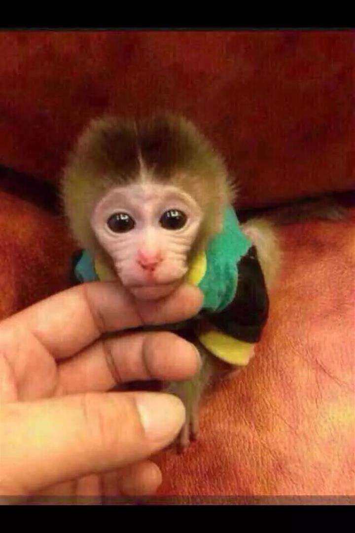 日本袖珍石猴可以养吗日本袖珍石猴多少钱一只