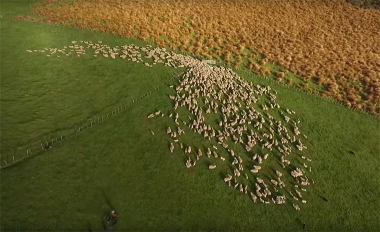 绵羊大部队移动，空中俯瞰太震撼，多种队形像变魔术！
