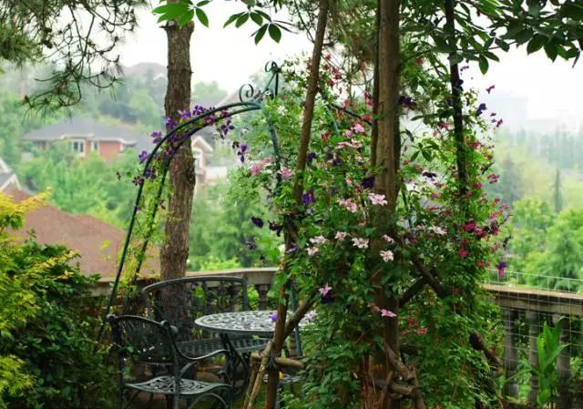 花友分享：杭州姑娘将一亩花园打造成了绝美的“铁线莲园”
