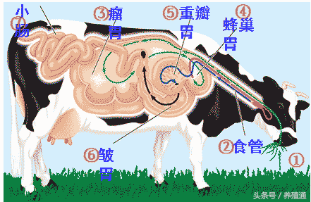 當(dāng)牛羊發(fā)生不反芻現(xiàn)象該怎么辦 養(yǎng)殖肉牛羊需要注意