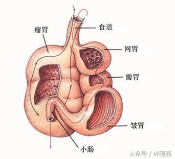 當牛羊發(fā)生不反芻現(xiàn)象該怎么辦 養(yǎng)殖肉牛羊需要注意