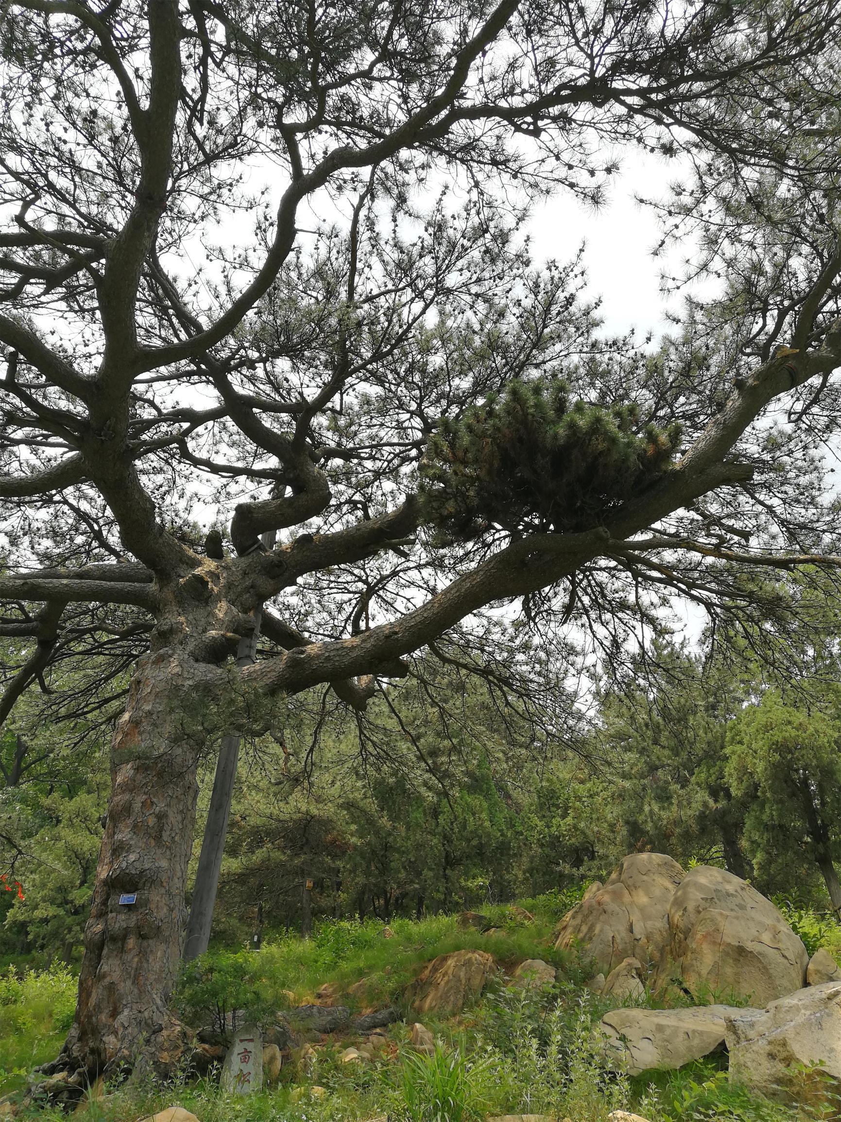 松树寄生树的功效作用(在泰山玉泉寺著名的一亩松上,发现罕见的松树