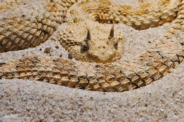 世界上十大最毒的蛇（蛇的毒性排名）-第17张图片