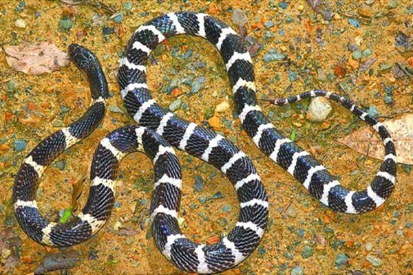 世界上十大最毒的蛇（蛇的毒性排名）-第15张图片