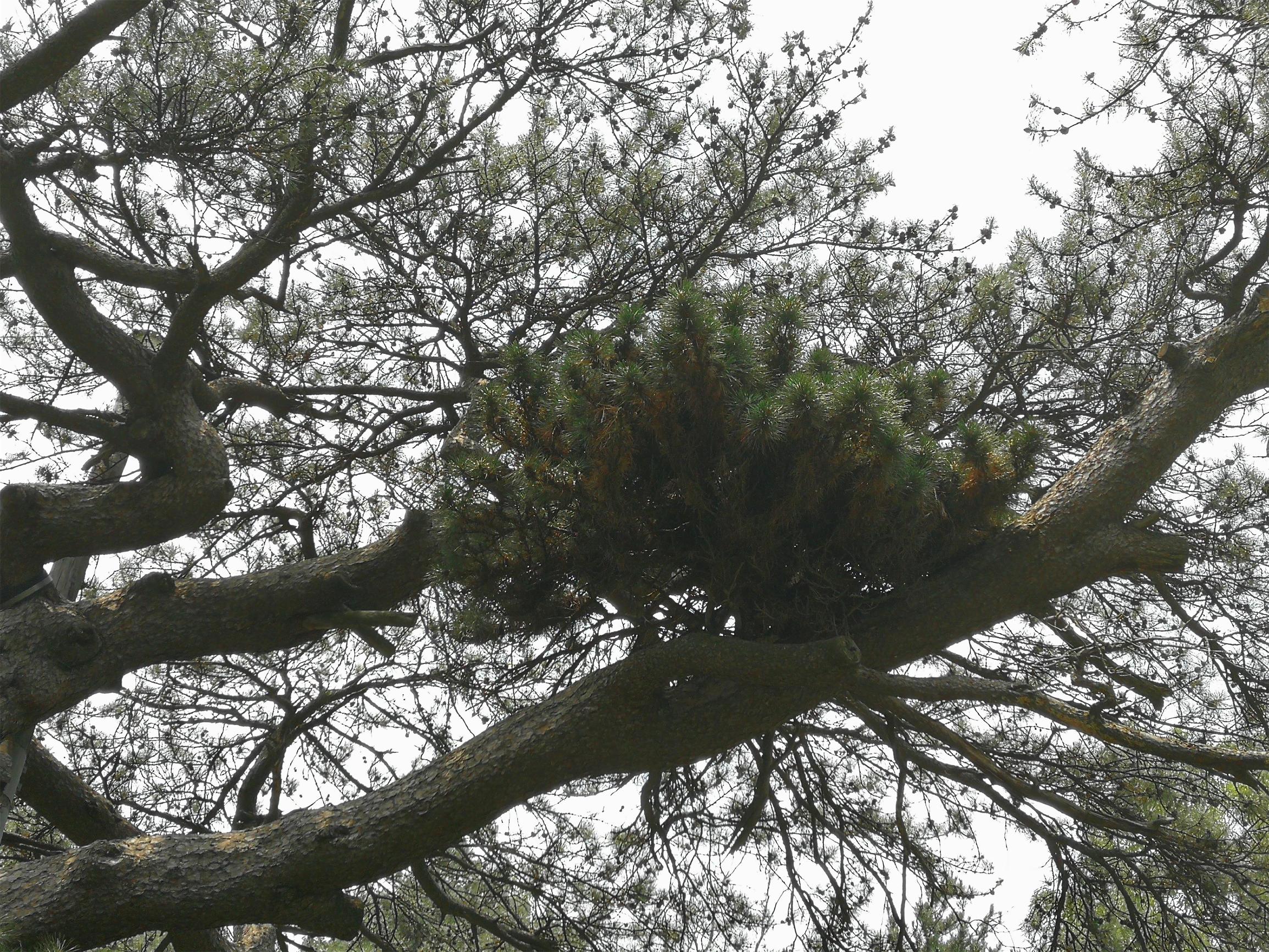 松树寄生树的功效作用(在泰山玉泉寺著名的一亩松上,发现罕见的松树