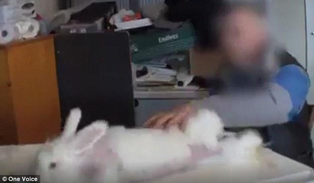法国农场被曝虐兔：兔毛被生生拔下
