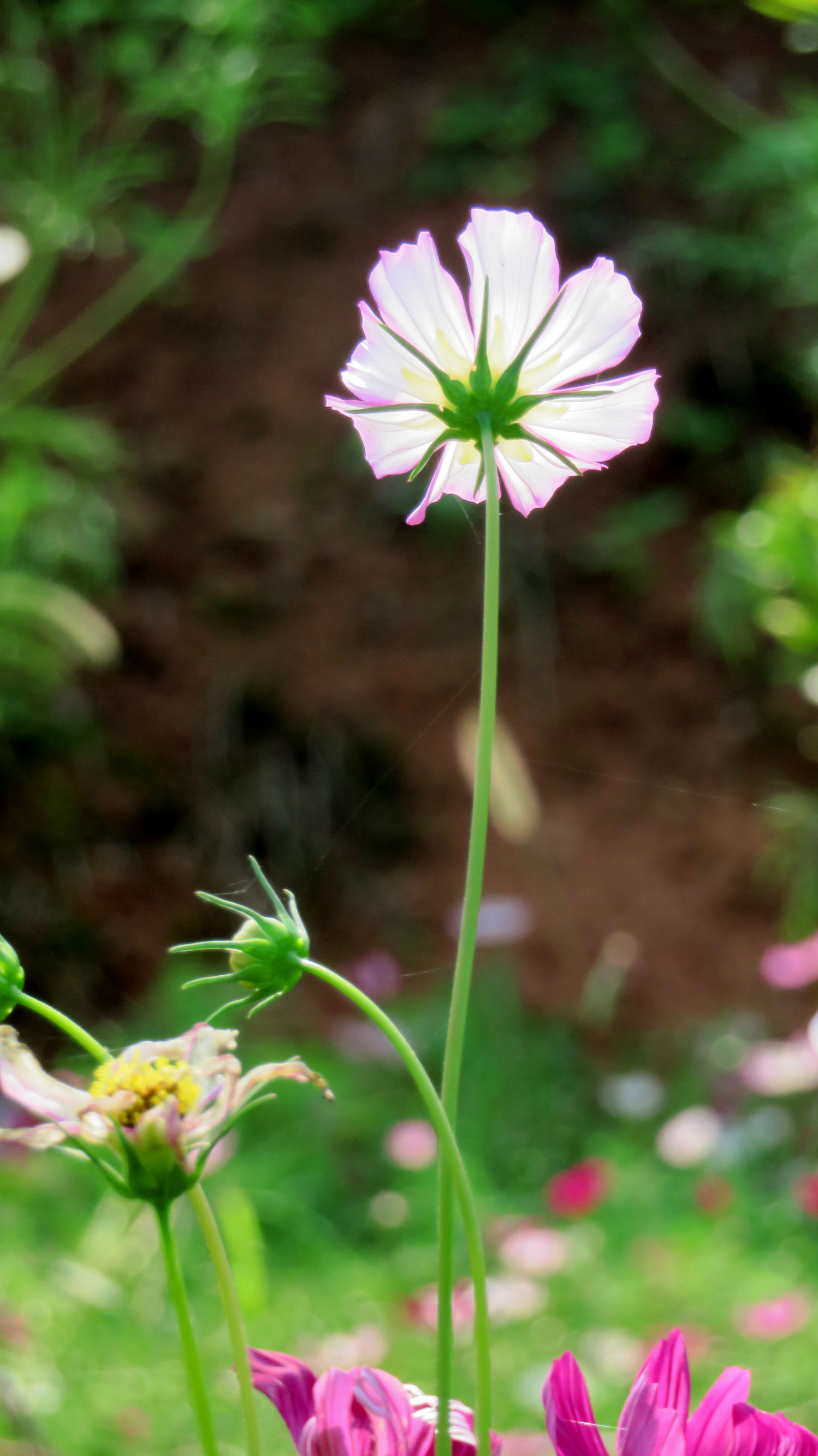 幸福花是什么花（人们把美丽勤劳的女孩比作格桑花）