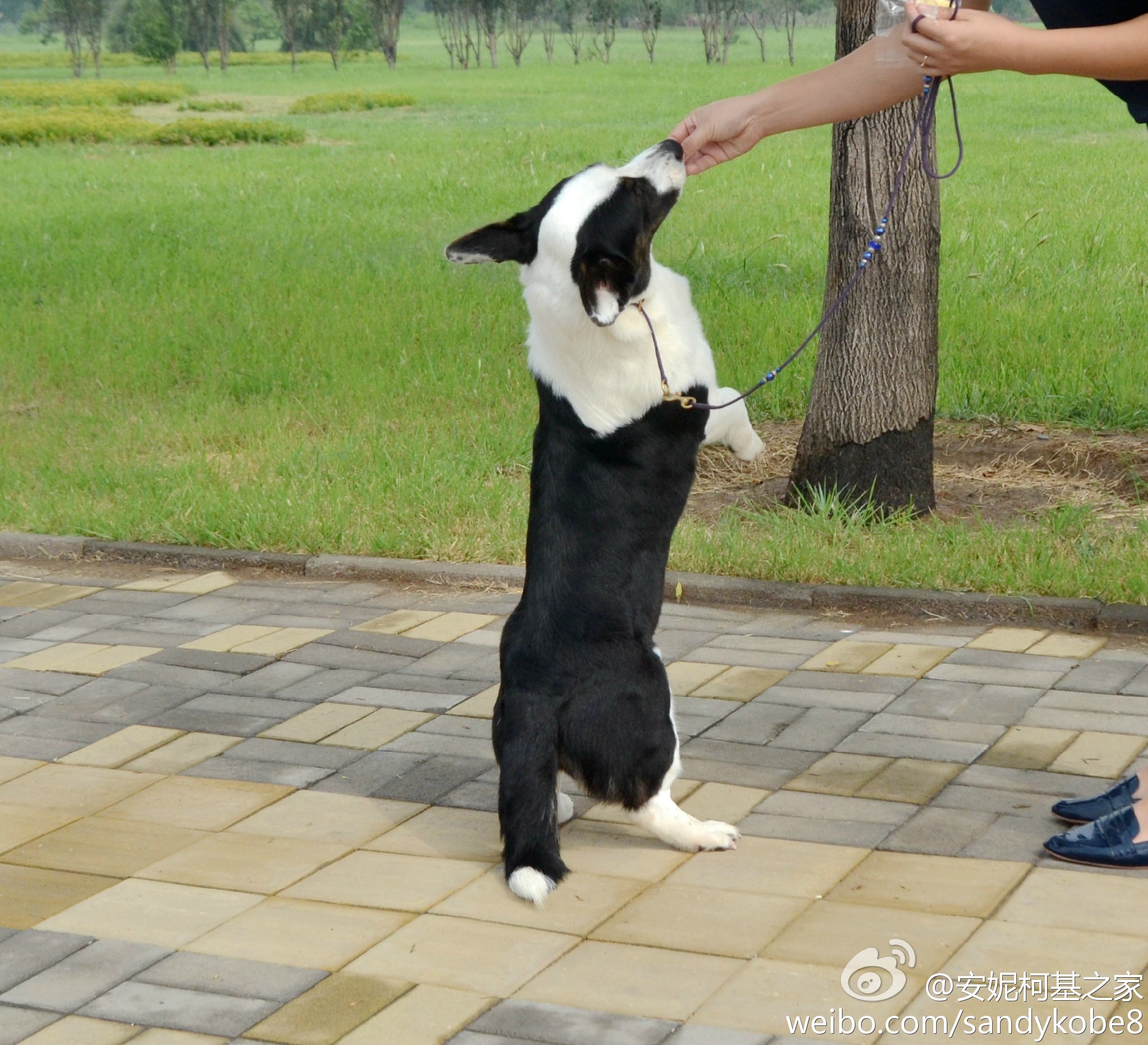 世界十大短腿狗 雖然腿稍短 但一點也不慢 天天看點