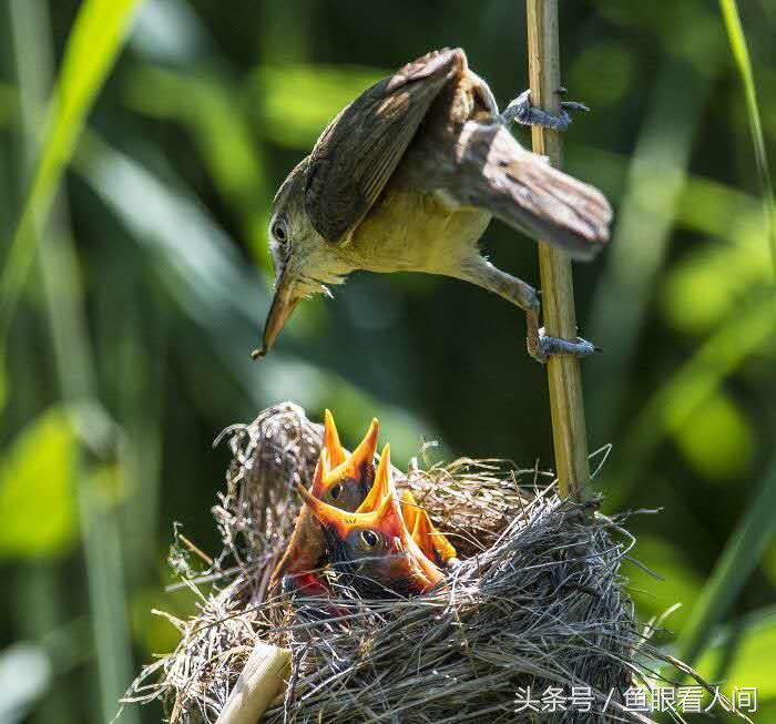鸦有反哺之义 羊有跪乳之恩  看了这些图片 我们应该时刻铭记父母的