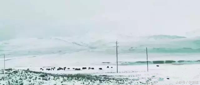 七月飞雪,今天青海的天气就是这么任性!