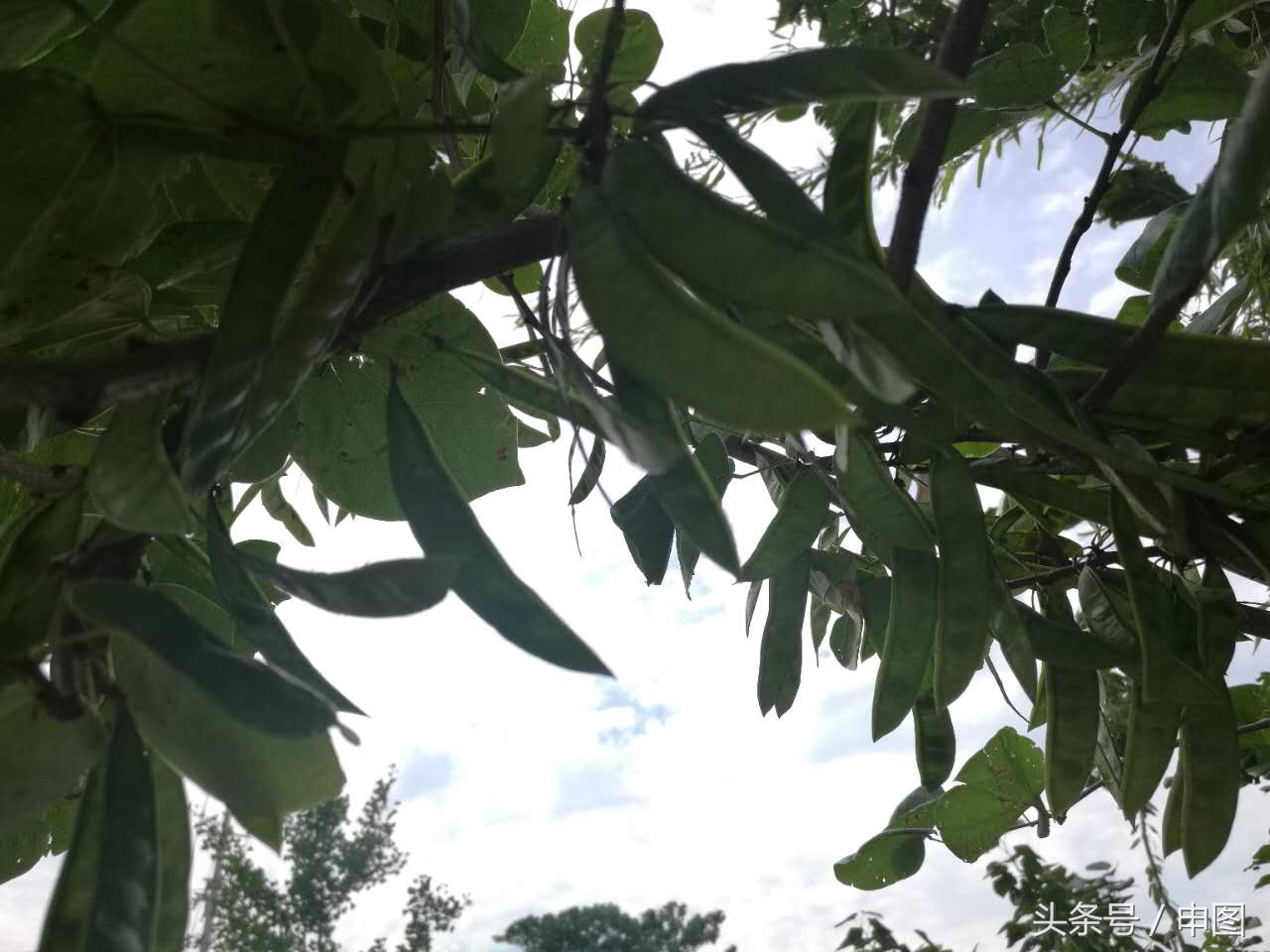 皂角的作用与功效是什么（教你简单自制皂角洗发液）