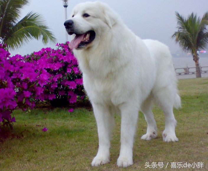 世界十大体型巨大的犬种 中华 神犬 榜上有名 天天看点