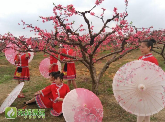 “水陆空”桃花相映红  清远连州桃花节开幕