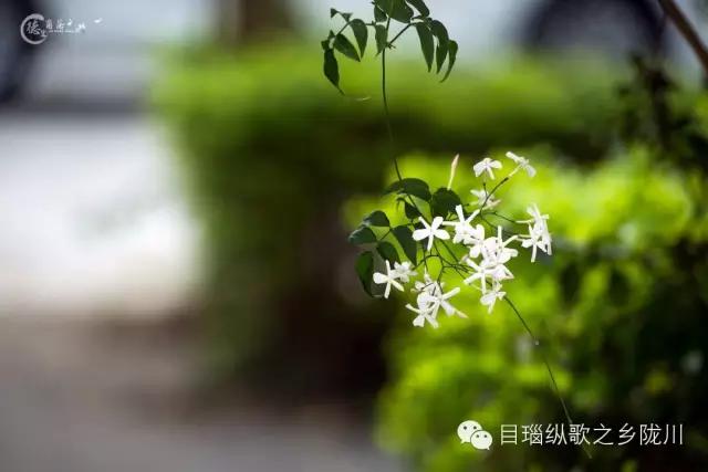 在云南有一个热情活泼的民族，伴随花开而狂欢