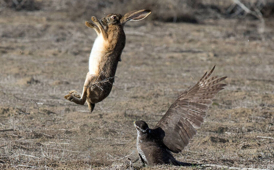 野兔被鹰生擒，即将命丧黄泉，居然发生这一幕，苍鹰就被打倒！