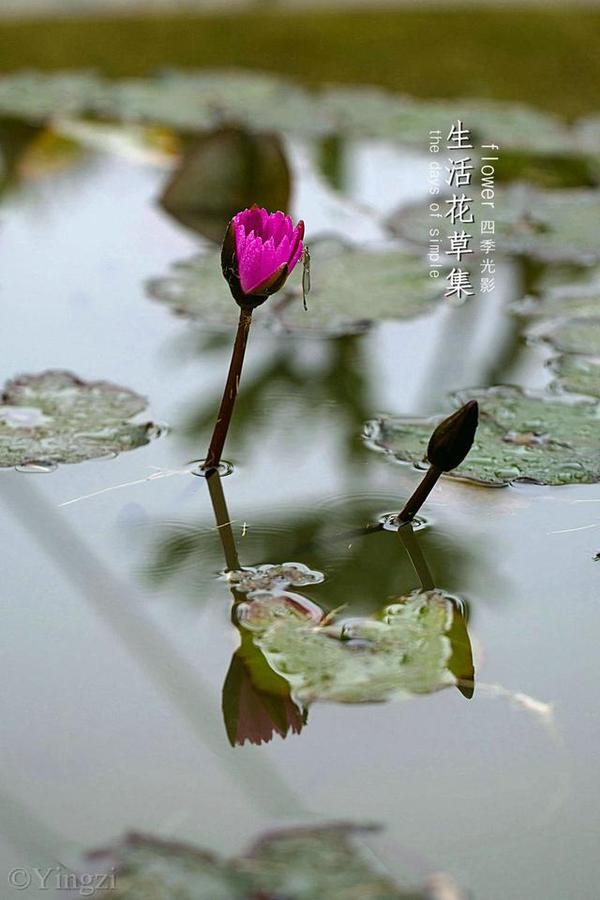 广州最美春季︱来石头记赏花、赏奇石两不误