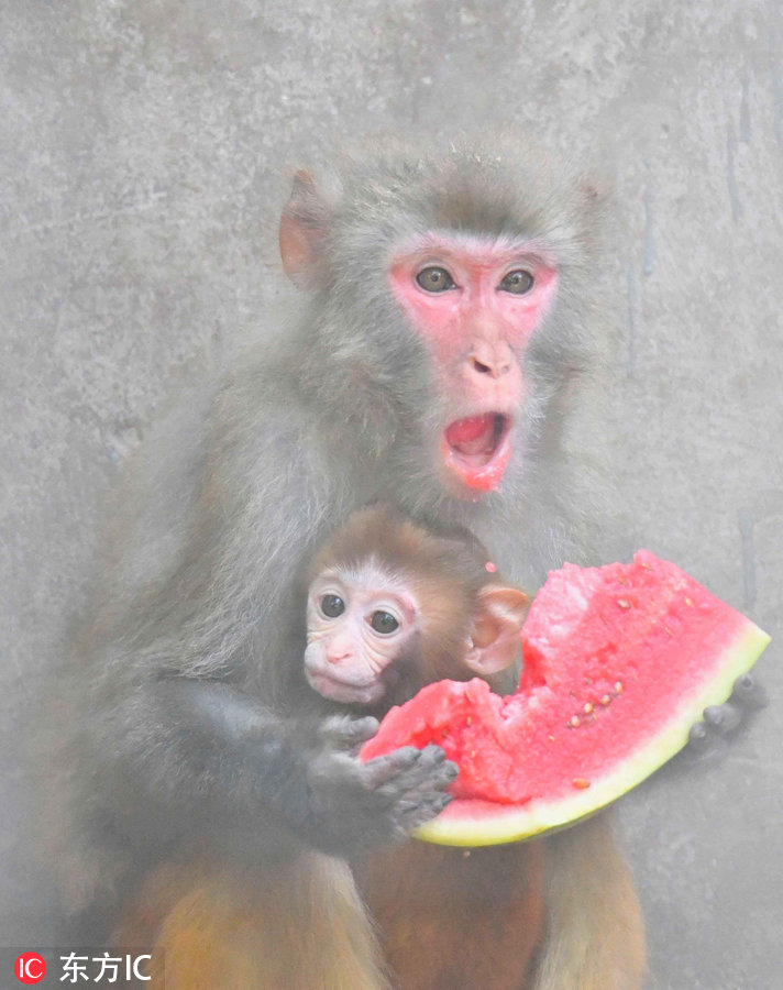 猴子抱宝宝啃西瓜 鸵鸟喷水变表情包 亳州持续高温动物防暑忙