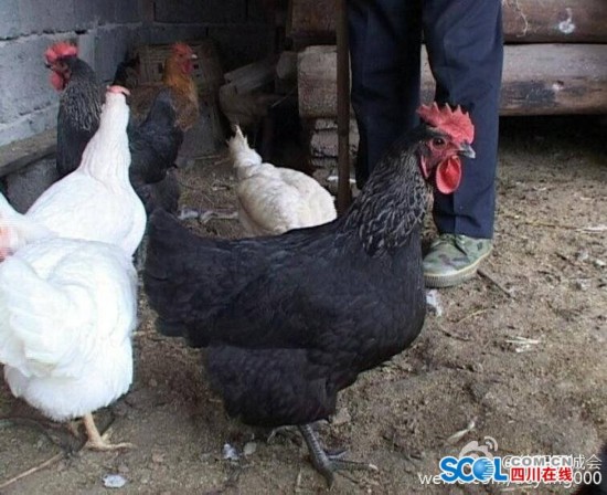 罗江一农户母鸡产下“皱纹蛋” 畜牧局人员表示可正常食用