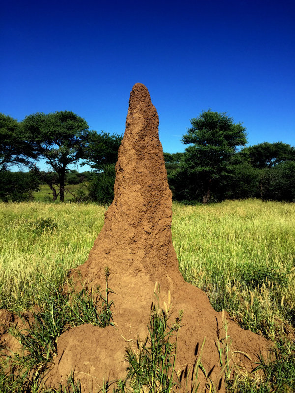 视界观丨看非洲这个精致的蚂蚁窝构造细腻的蚂蚁窝