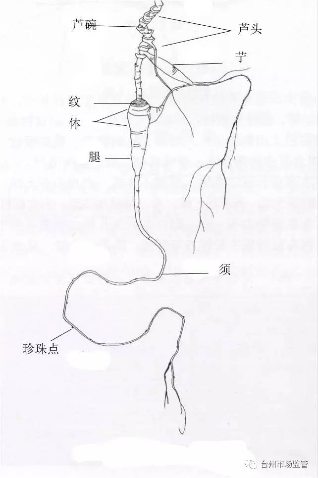 秋日养生，别忘了学学如何辨识高丽参与红参