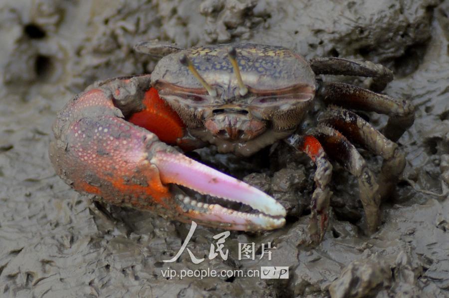 泥滩招潮蟹(青岛滩涂蟹“泛滥”场面壮观)