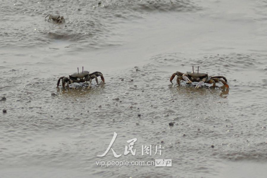 泥滩招潮蟹(青岛滩涂蟹“泛滥”场面壮观)