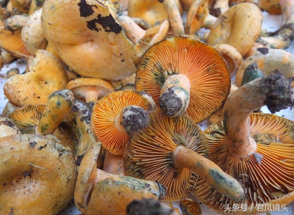 松菌是什么东西(野生松菌是中国二级濒危保护物种)